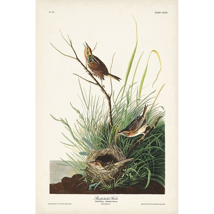 Pl. 149 Sharp-tailed Finch Poster Print - John James Audubon-VARPDX171492Z Image 1