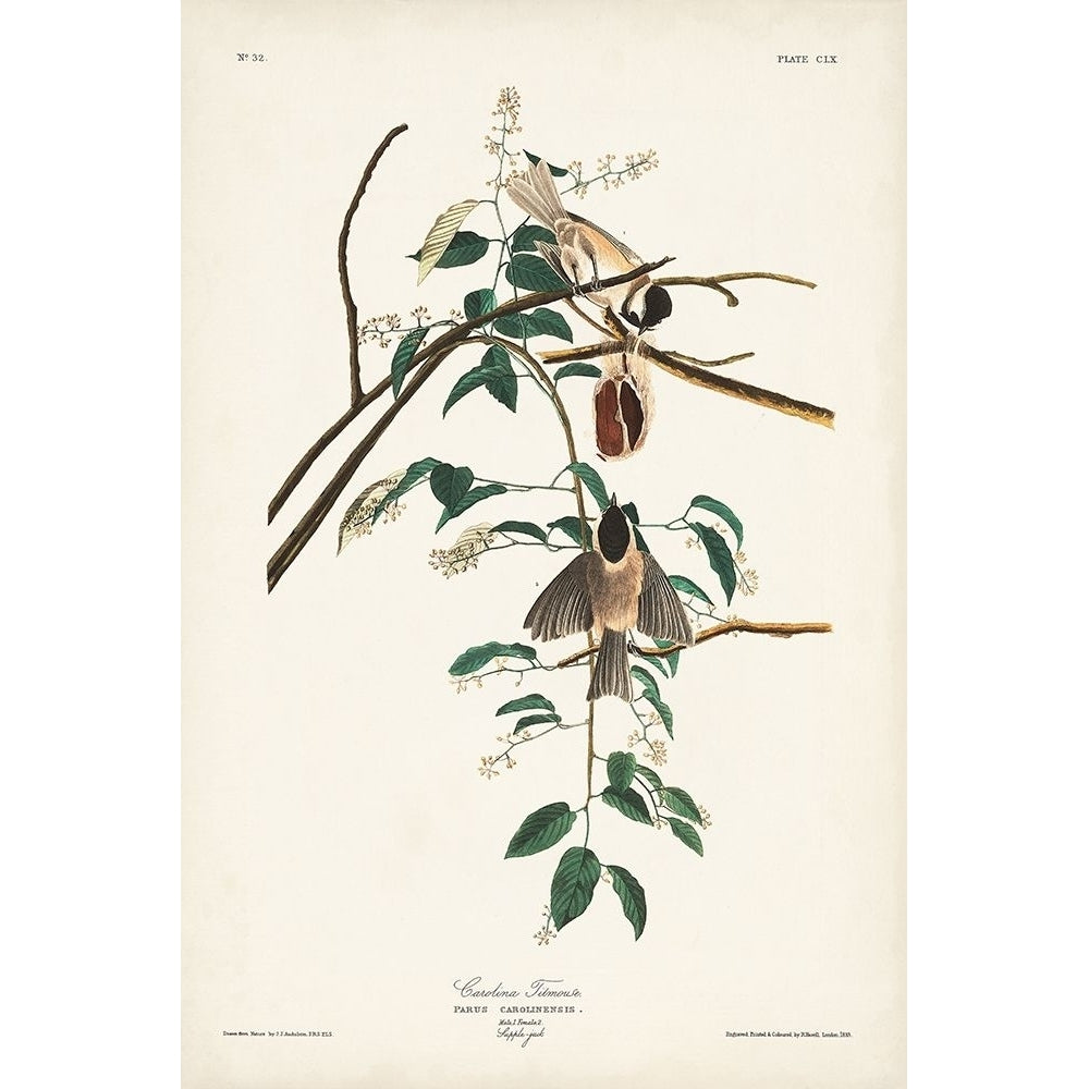 Pl. 160 Carolina Titmouse Poster Print - John James Audubon-VARPDX171496Z Image 1