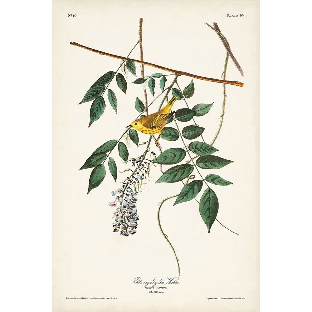 Pl. 95 Blue-eyed Yellow Warbler Poster Print - John James Audubon-VARPDX171486Z Image 1