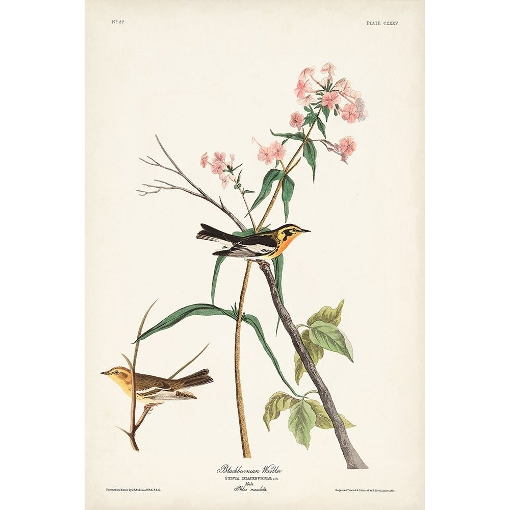 Pl. 135 Blackburnian Warbler Poster Print - John James Audubon-VARPDX171490Z Image 1