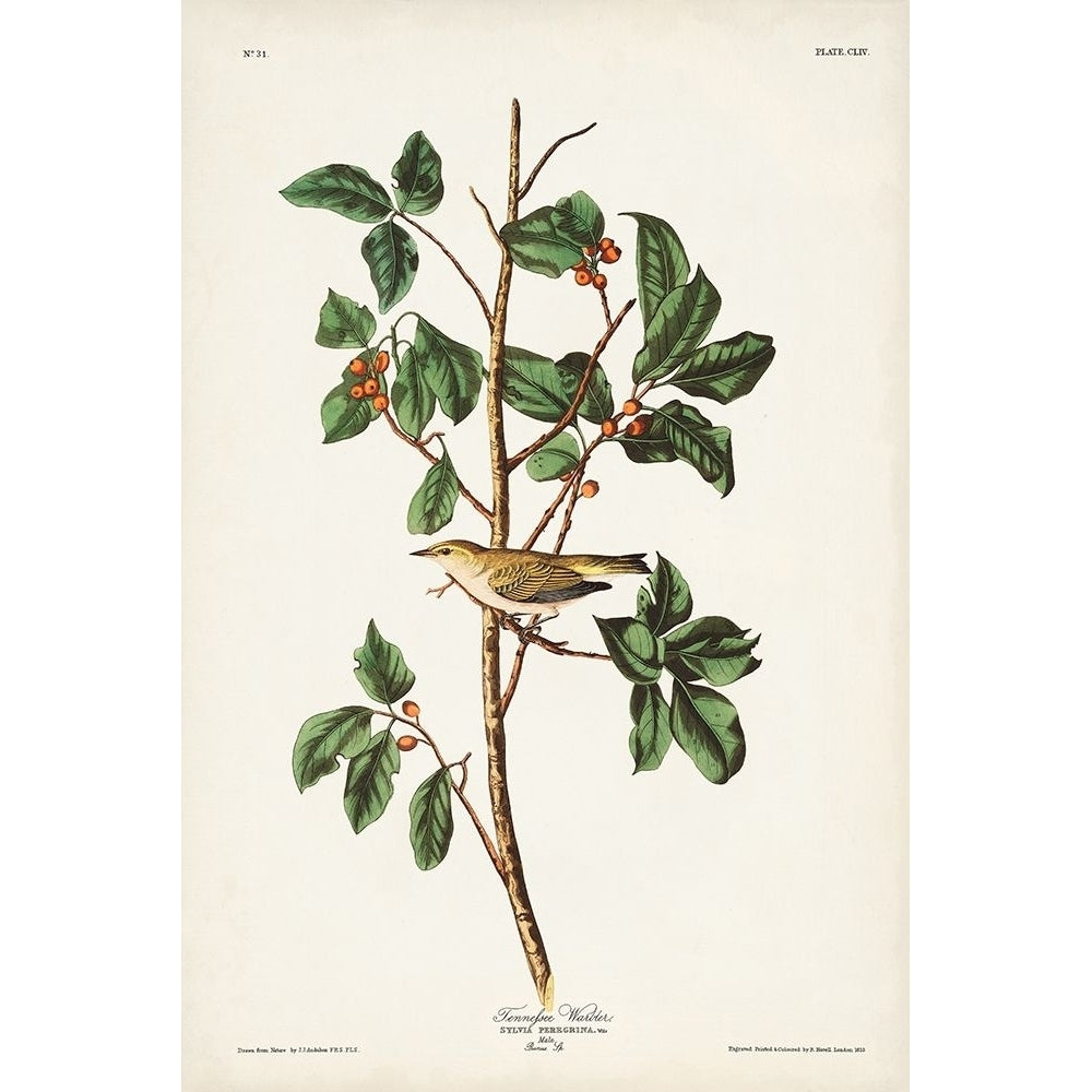 Pl. 154 Tennessee Warbler Poster Print - John James Audubon-VARPDX171494Z Image 1