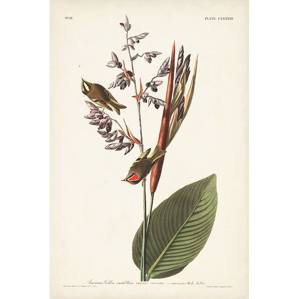 Pl. 183 American Golden-crested Wren Poster Print - John James Audubon-VARPDX171497Z Image 1