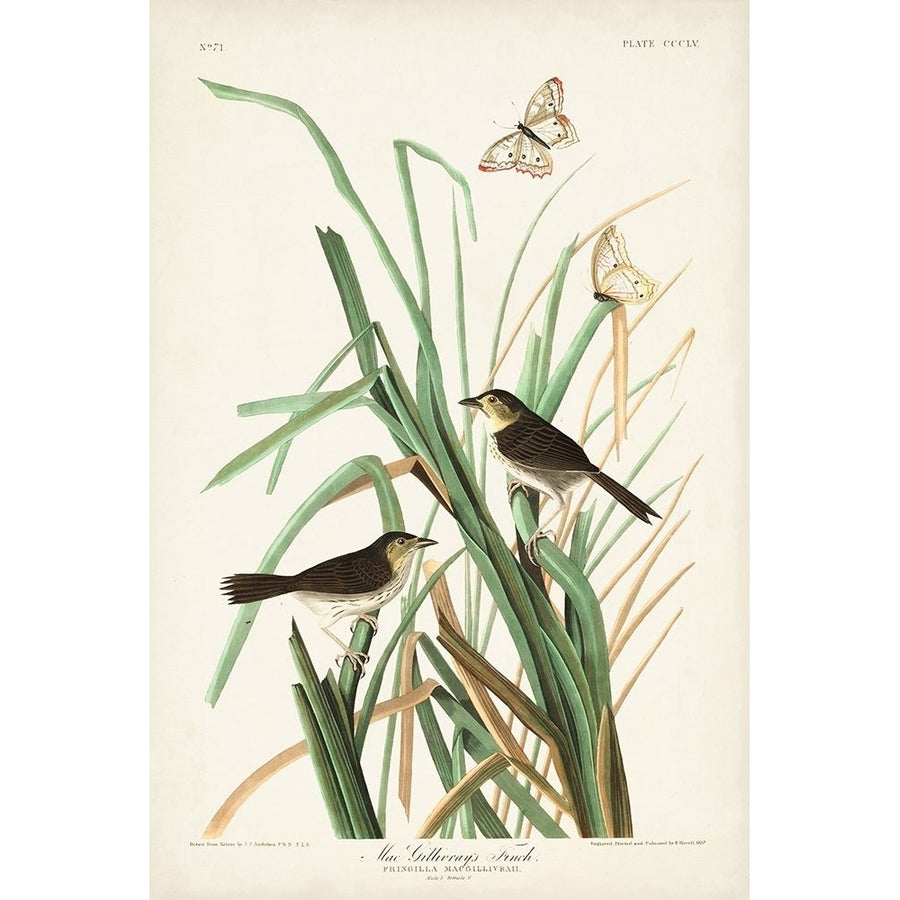 Pl. 355 Mac Gillivrays Finch Poster Print - John James Audubon-VARPDX171501Z Image 1