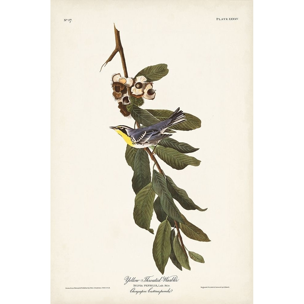 Pl. 85 Yellow-throated Warbler Poster Print - John James Audubon-VARPDX171485Z Image 1