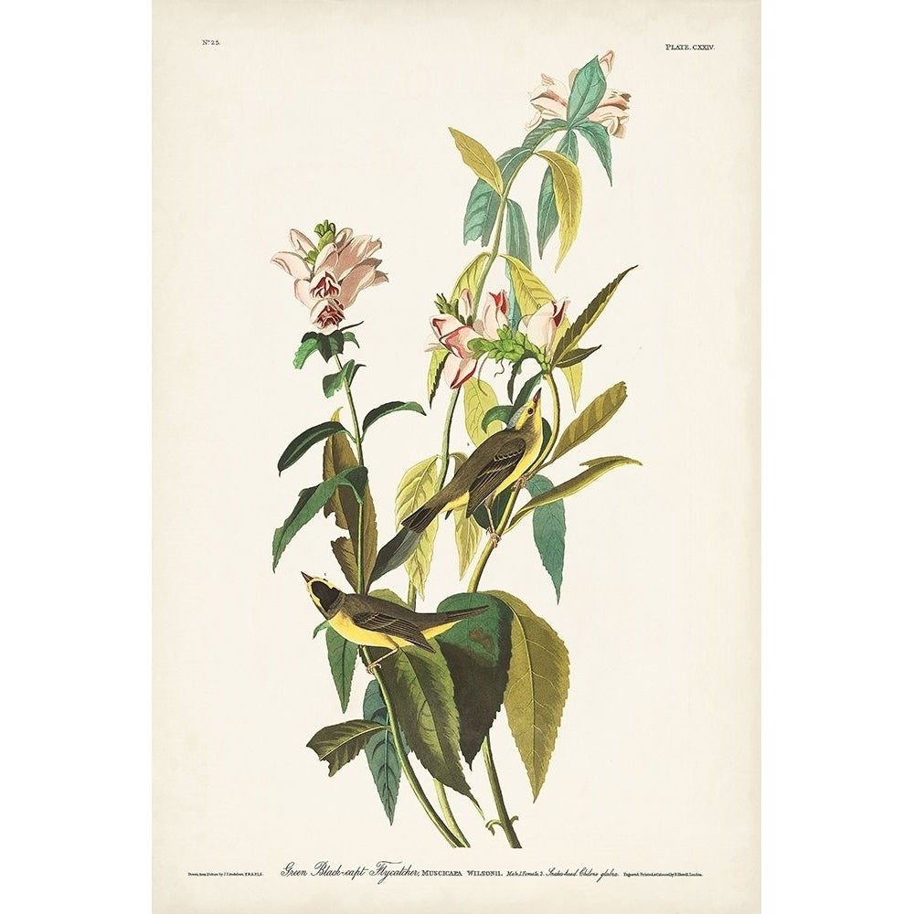 Pl. 124 Green Black-capt Flycatcher Poster Print - John James Audubon-VARPDX171489Z Image 1