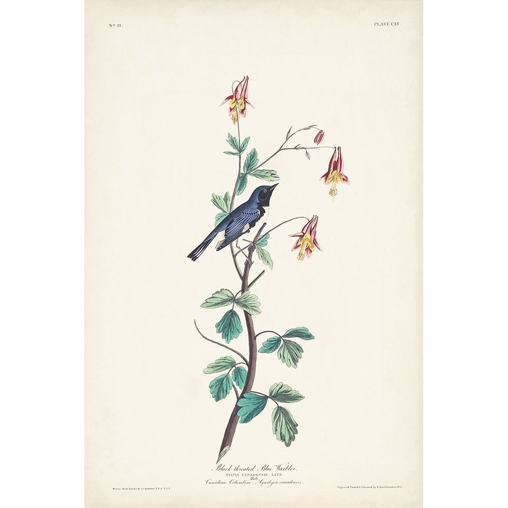 Pl. 155 Black-throated Blue Warbler Poster Print - John James Audubon-VARPDX171495Z Image 1