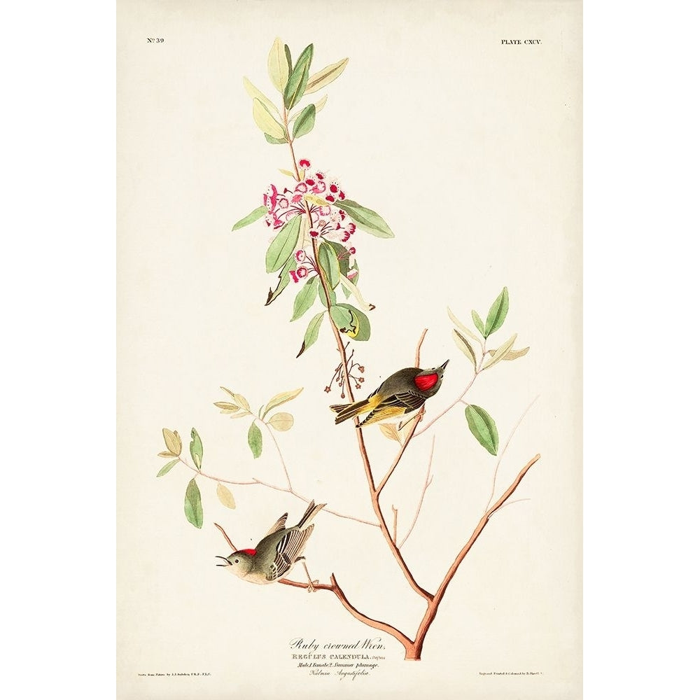 Pl. 195 Ruby-crowned Wren Poster Print - John James Audubon-VARPDX171500Z Image 1