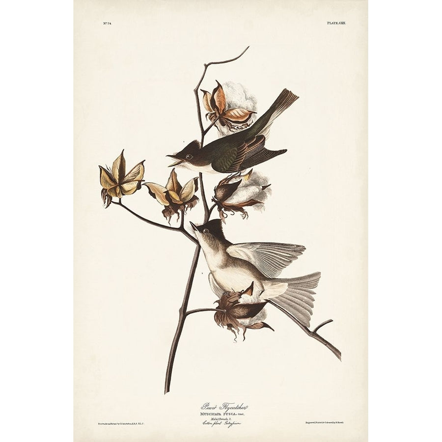 Pl. 120 Pewit Flycatcher Poster Print - John James Audubon-VARPDX171488Z Image 1