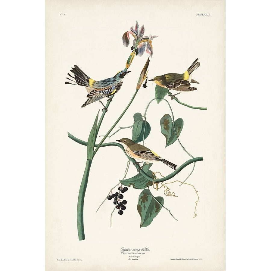 Pl. 153 Yellow-rump Warbler Poster Print - John James Audubon-VARPDX171493Z Image 1