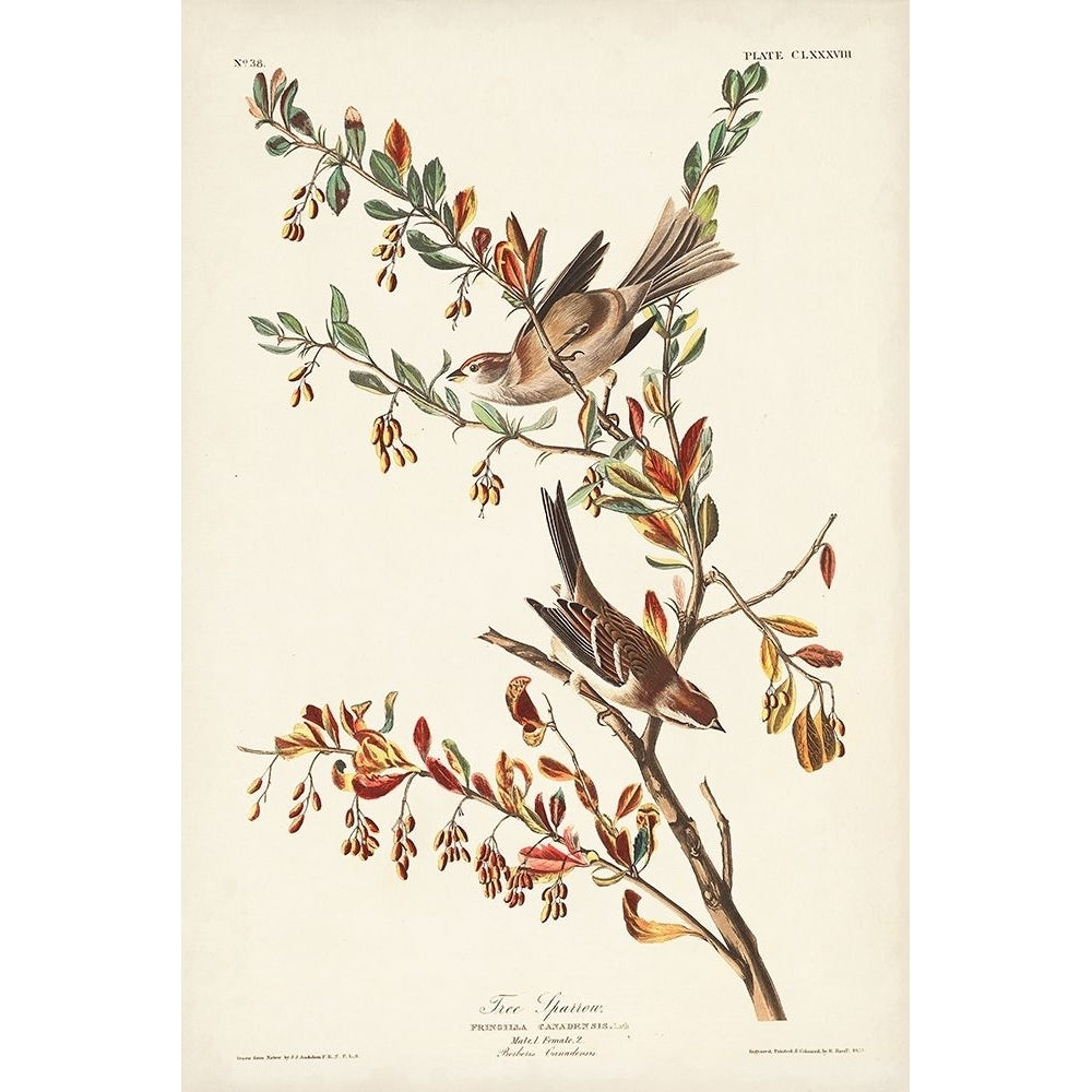 Pl. 188 Tree Sparrow Poster Print - John James Audubon-VARPDX171498Z Image 1