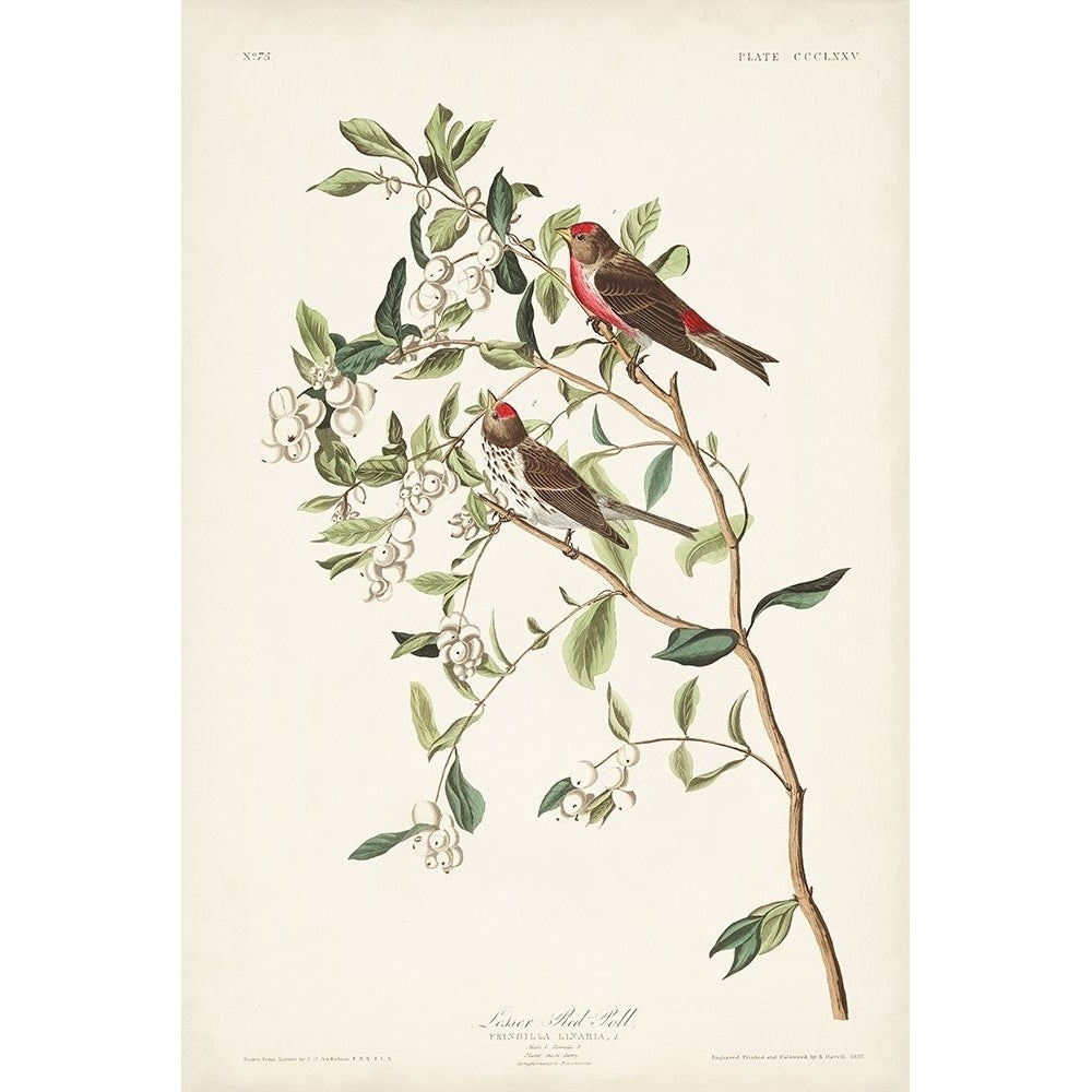 Pl. 375 Lesser Red Poll Poster Print - John James Audubon-VARPDX171503Z Image 1