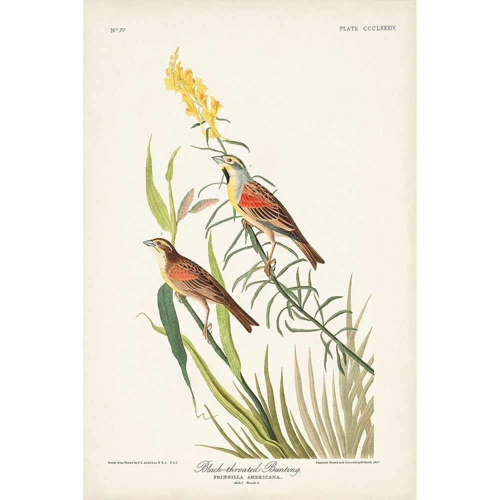 Pl. 384 Black-throated Bunting Poster Print - John James Audubon-VARPDX171504Z Image 1