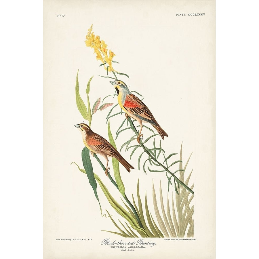 Pl. 384 Black-throated Bunting Poster Print - John James Audubon-VARPDX171504Z Image 1