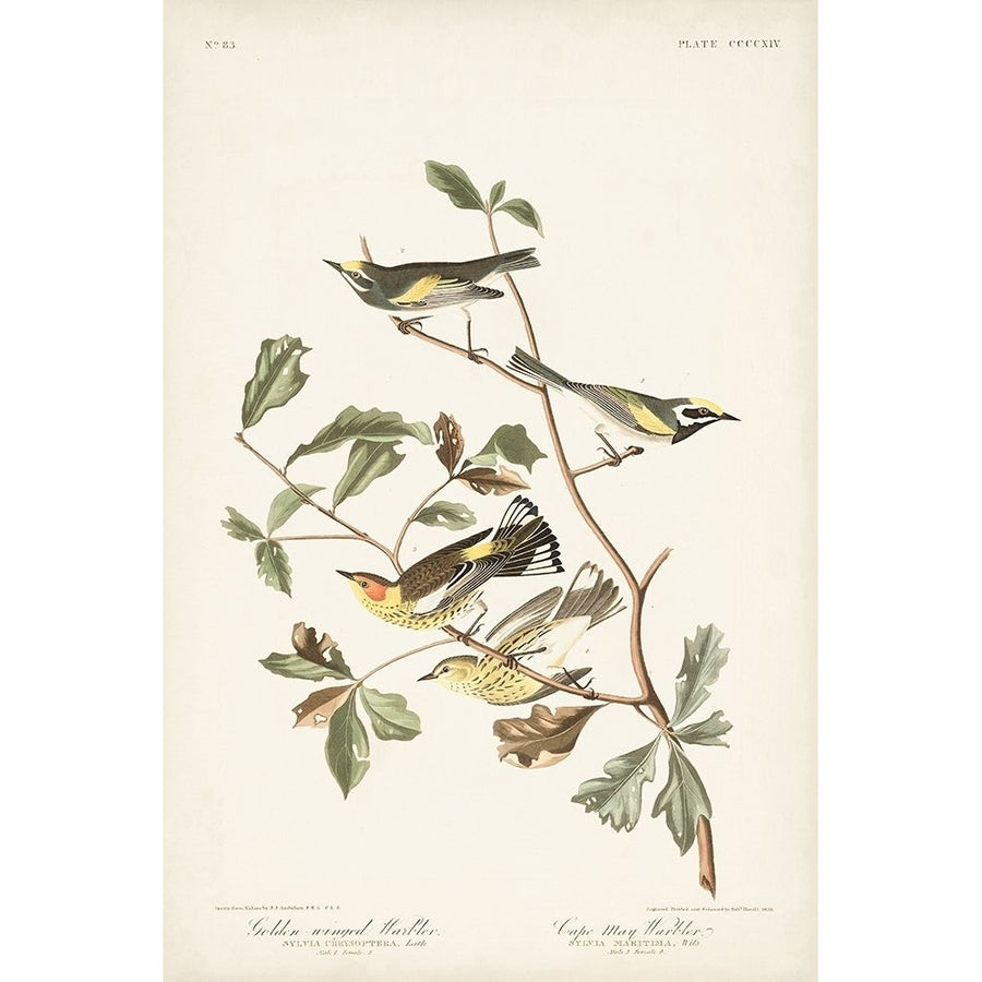 Pl. 414 Golden-winged Warbler Poster Print - John James Audubon-VARPDX171505Z Image 1