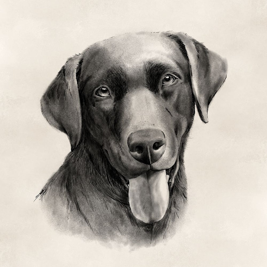 Charcoal Labrador I Poster Print - Grace Popp-VARPDX171705D Image 1