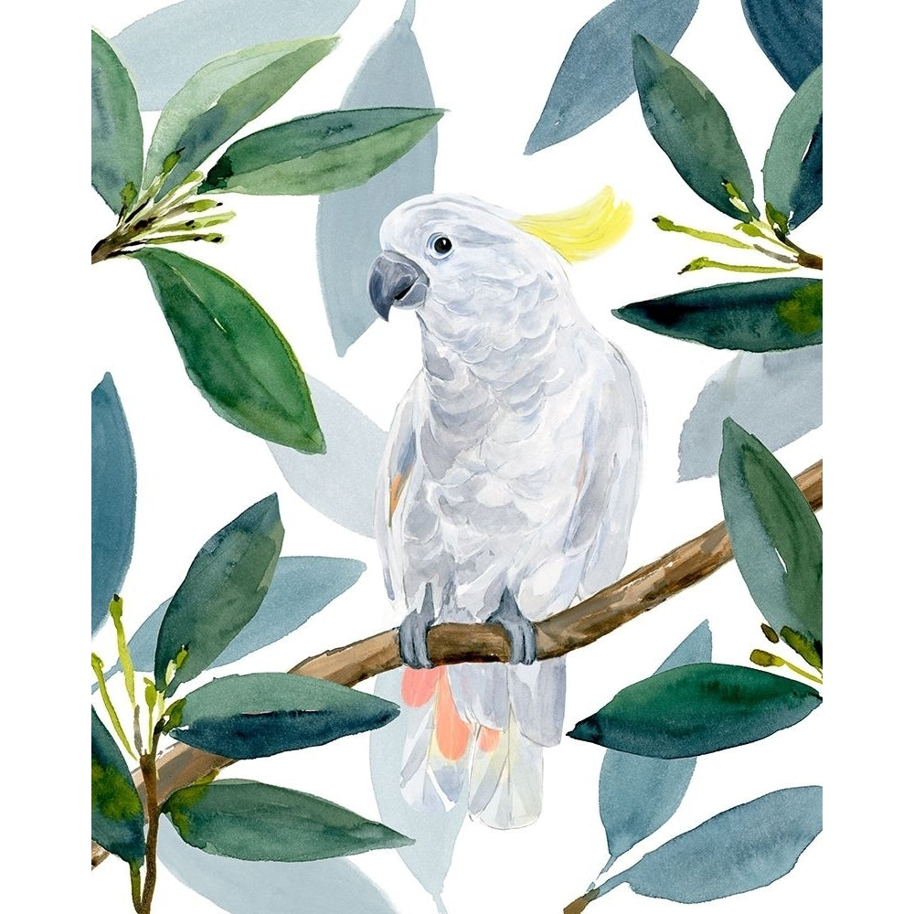 Cockatoo Perch II Poster Print - Annie Warren-VARPDX171718Z Image 1