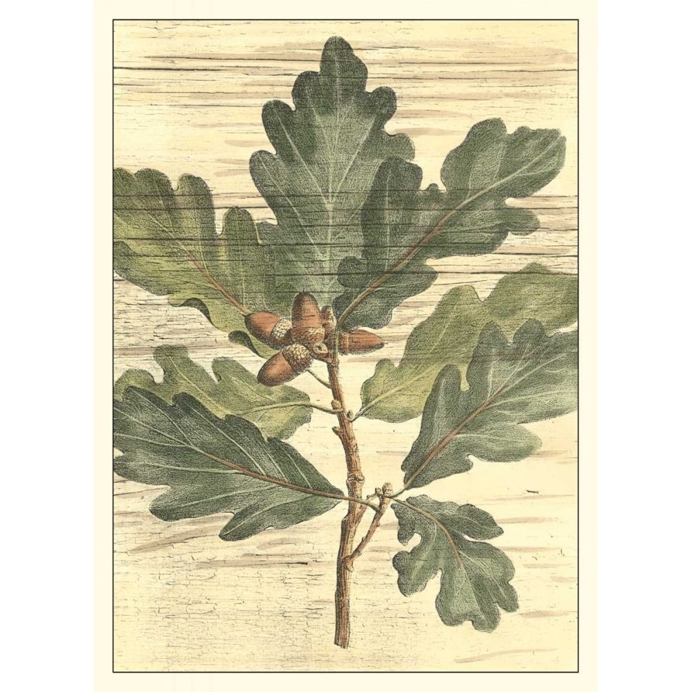 Weathered Oak Leaves I Poster Print - Gerard Paul DeShayes-VARPDX17232Z Image 1