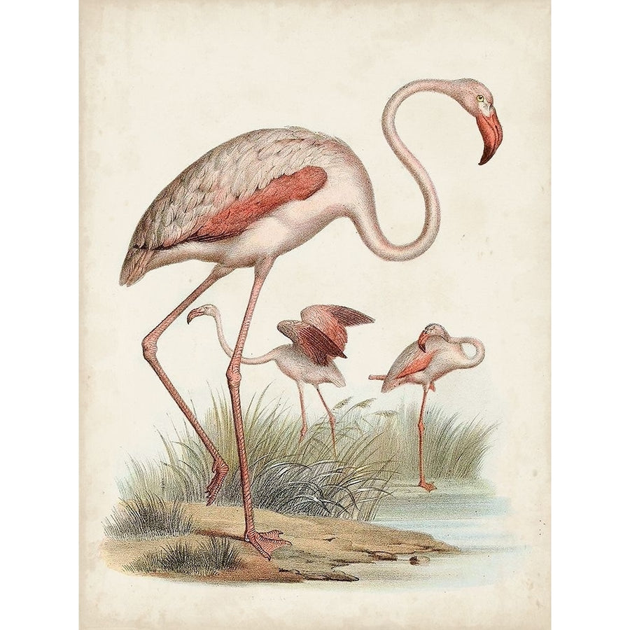 Antique Waterbirds IV Poster Print - Unknown-VARPDX172364Z Image 1