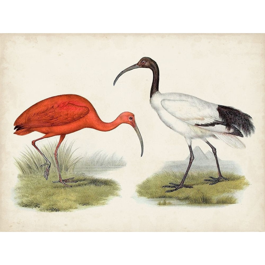 Antique Waterbirds II Poster Print - Unknown-VARPDX172362Z Image 1