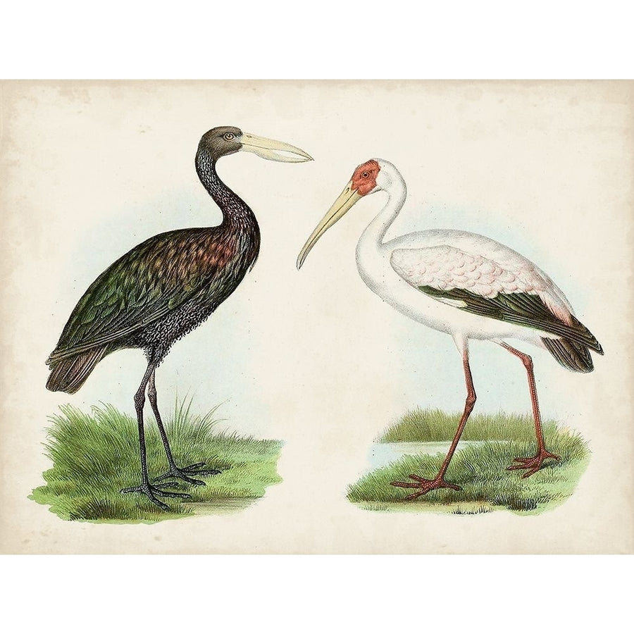 Antique Waterbirds I Poster Print - Unknown-VARPDX172361Z Image 1