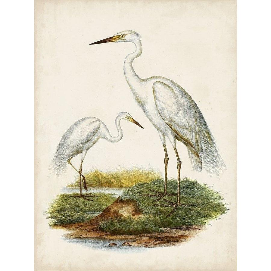 Antique Waterbirds V Poster Print - Unknown-VARPDX172365Z Image 1