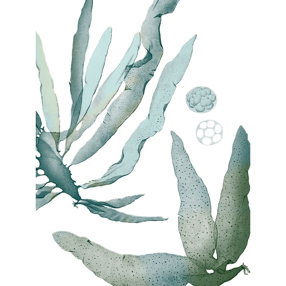 Seaside Seaweed IV Poster Print - Studio Vision-VARPDX172411Z Image 1