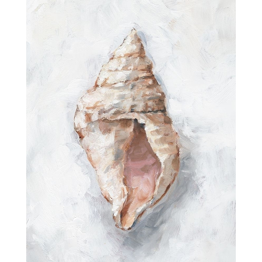 White Shell Study III Poster Print - Ethan Harper-VARPDX172536FN Image 1