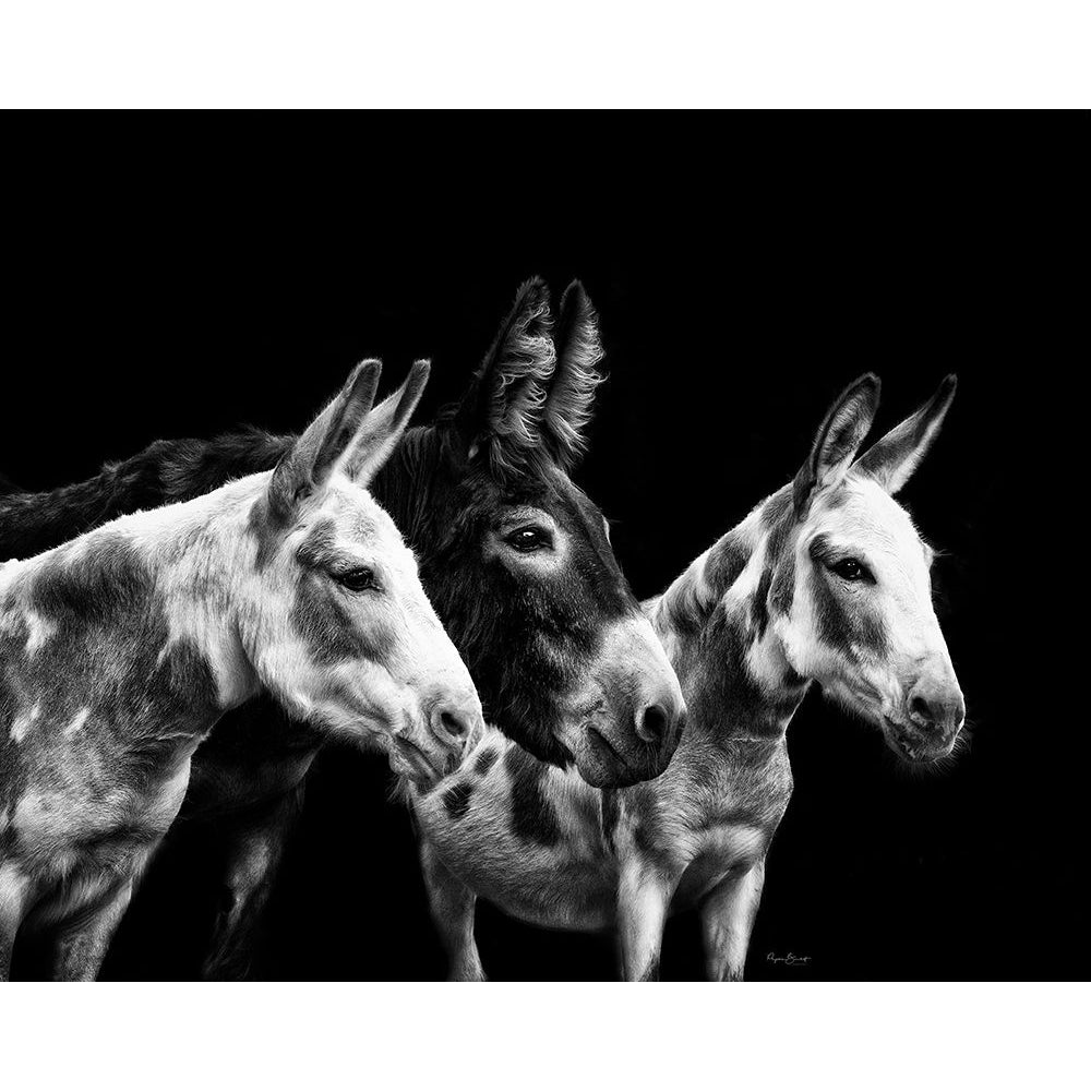 Donkey Portrait II Poster Print - PHBurchett-VARPDX172561Z Image 1