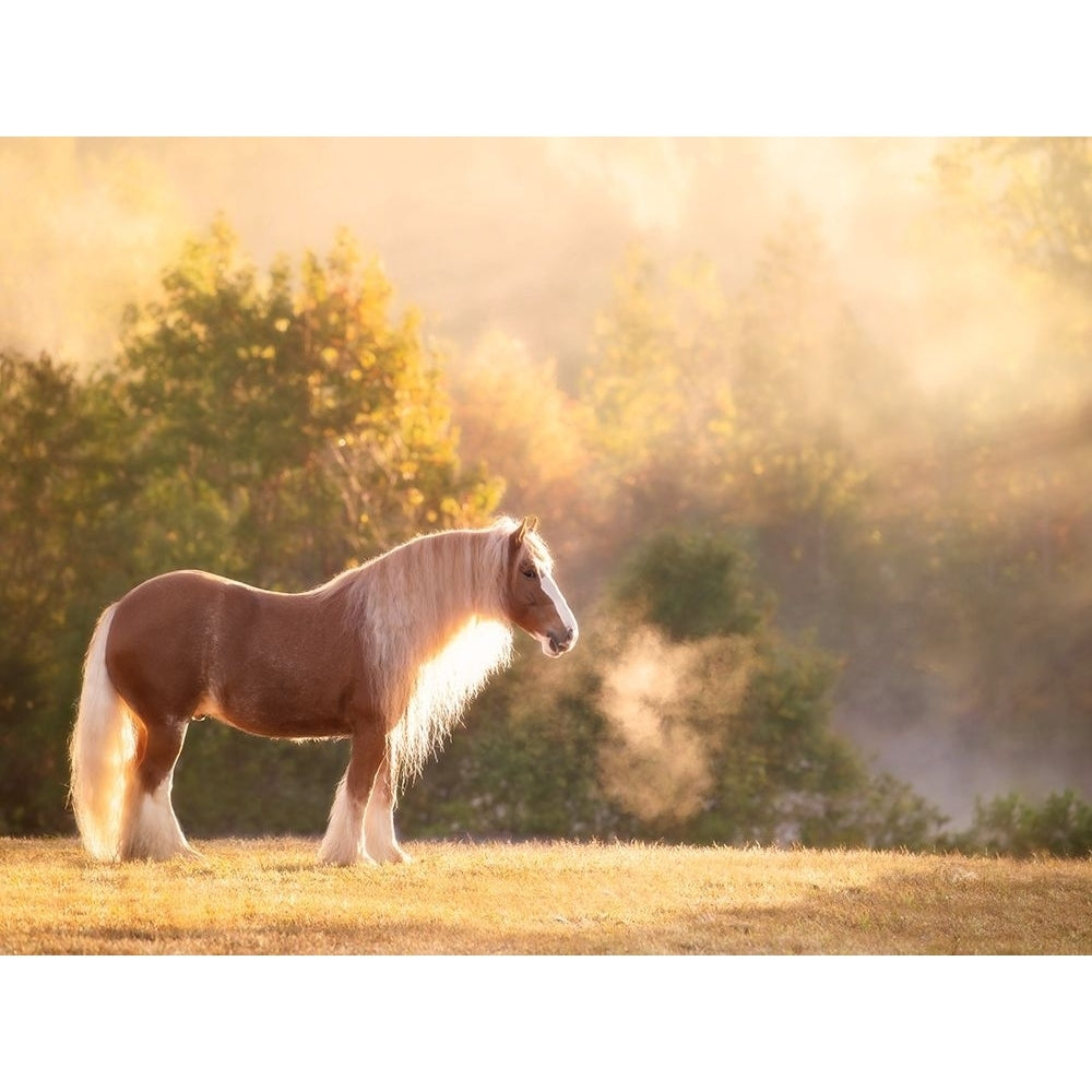 Golden Lit Horse I Poster Print - PHBurchett-VARPDX172565Z Image 1