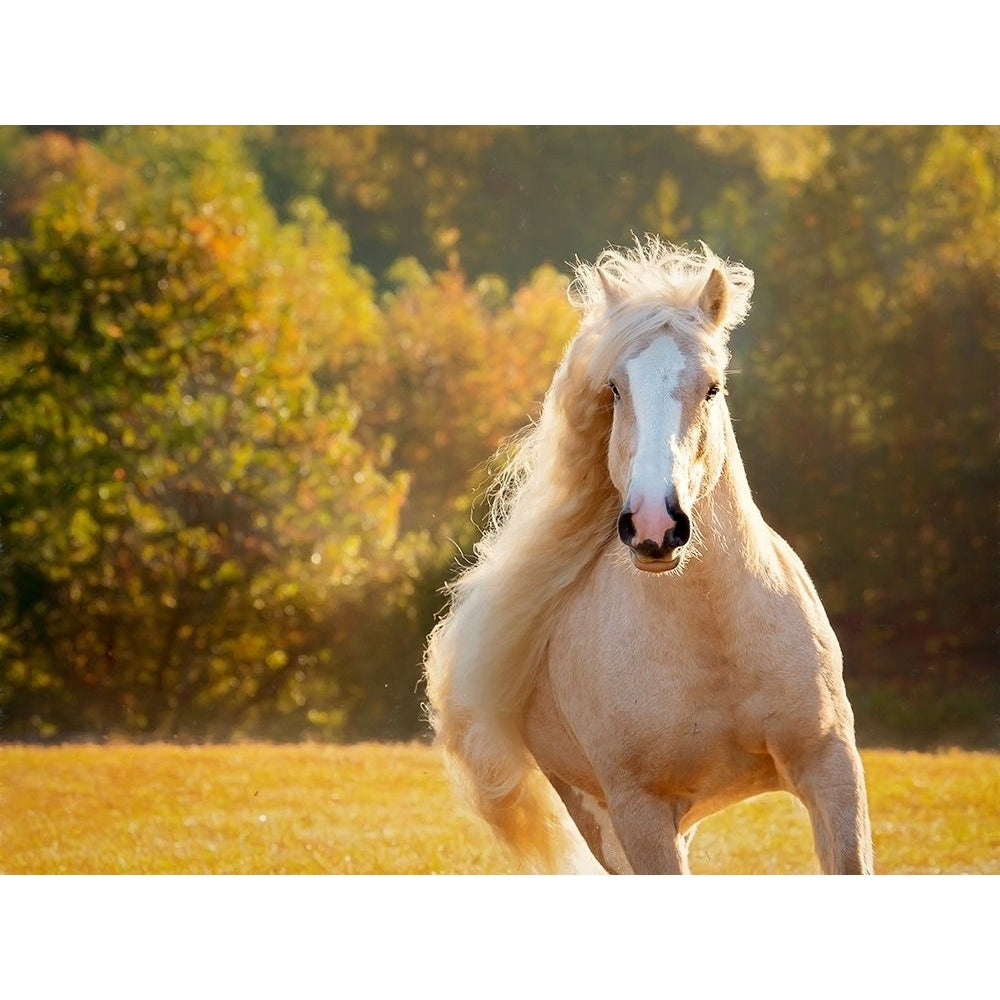 Golden Lit Horse IV Poster Print - PHBurchett-VARPDX172568Z Image 1