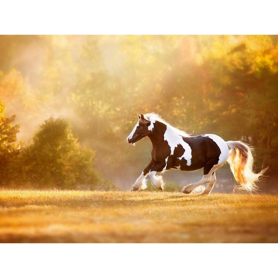 Golden Lit Horse II Poster Print - PHBurchett-VARPDX172566Z Image 1