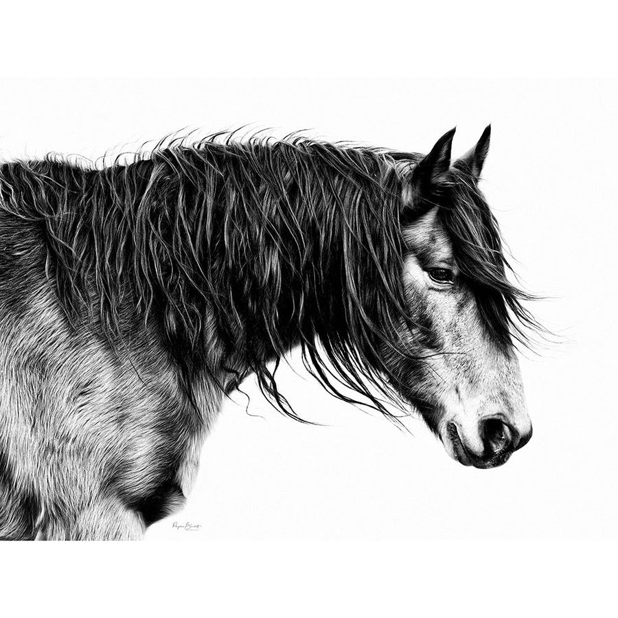 Black and White Horse Portrait III Poster Print - PHBurchett-VARPDX172577Z Image 1