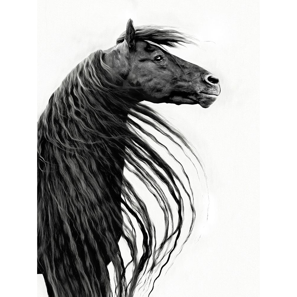 Black and White Horse Portrait II Poster Print - PHBurchett-VARPDX172576Z Image 1