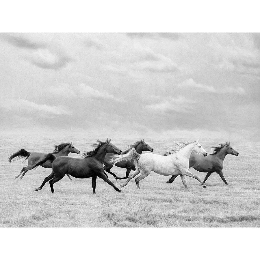 Horse Run I Poster Print - PHBurchett-VARPDX172579Z Image 1