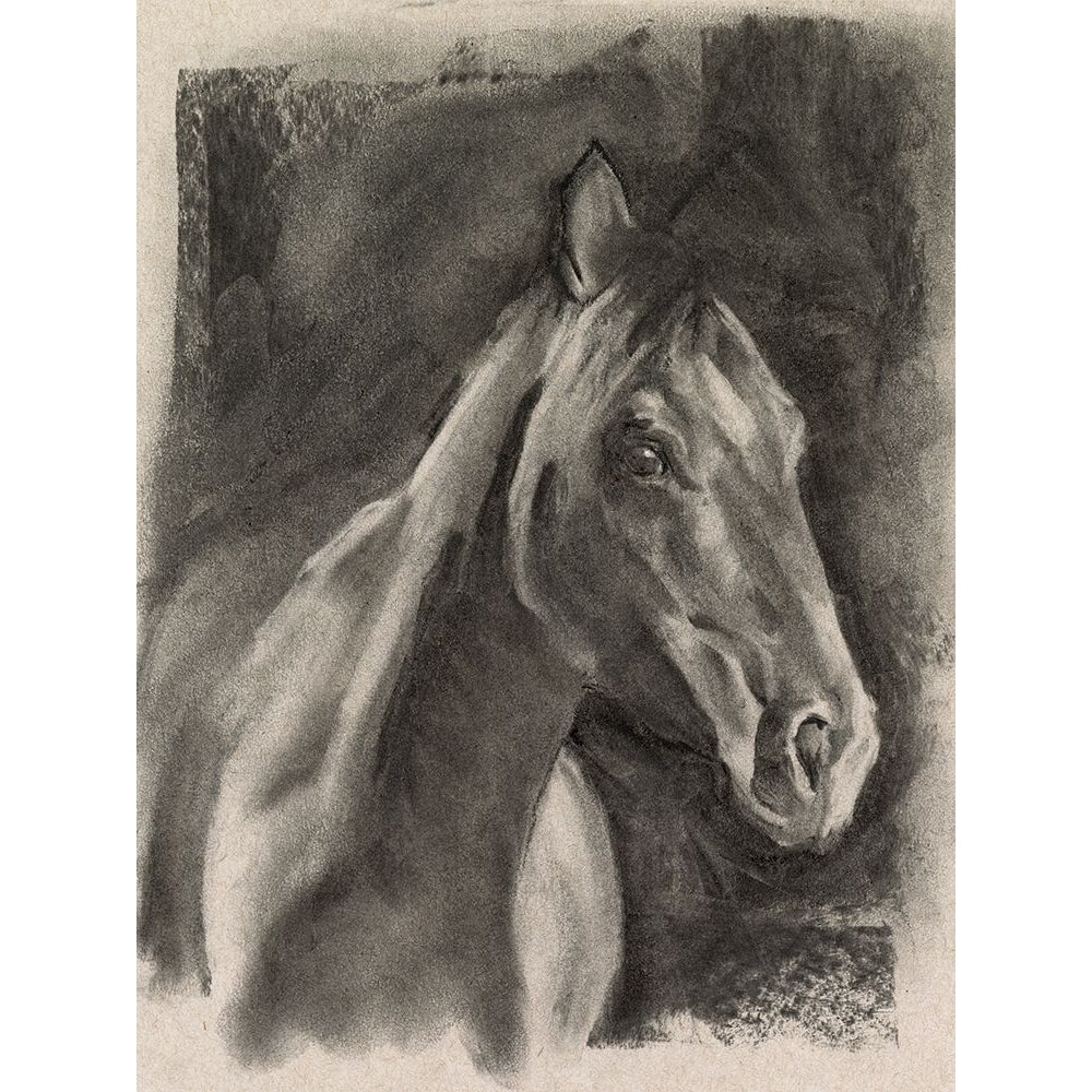 Charcoal Horse Study on Grey I Poster Print - Jennifer Paxton Parker-VARPDX172878Z Image 1