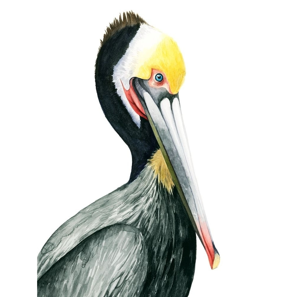 Watercolor Pelican I Poster Print - Grace Popp-VARPDX172884Z Image 1