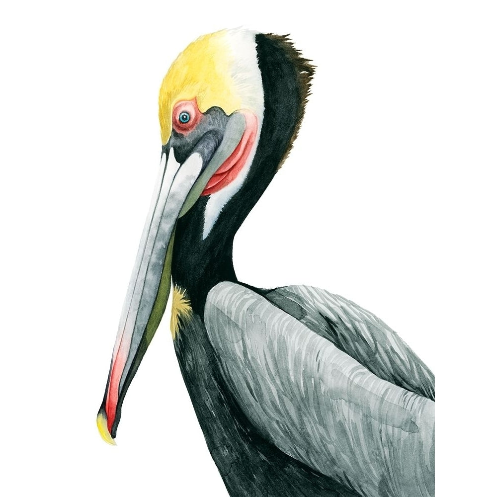 Watercolor Pelican II Poster Print - Grace Popp-VARPDX172885Z Image 1