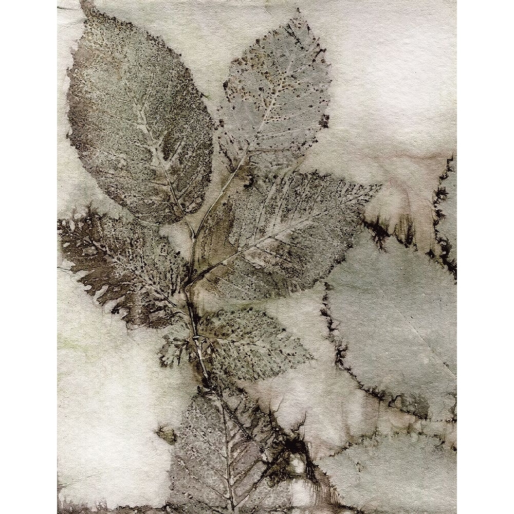 Birch Leaves II Poster Print - Kathryn Phillips-VARPDX173072F Image 1