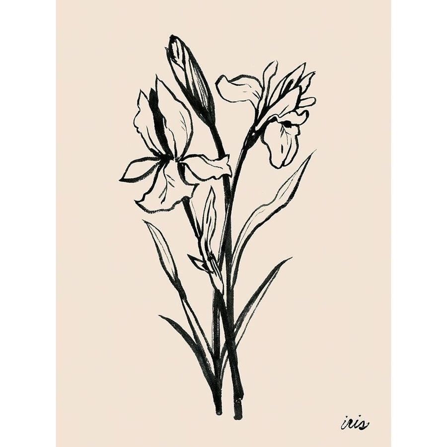 Iris Sketch I Poster Print - Grace Popp-VARPDX173222Z Image 1