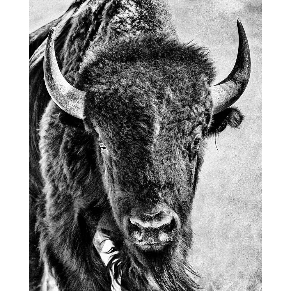 Buffalo Portrait Poster Print - PHBurchett-VARPDX173250Z Image 1