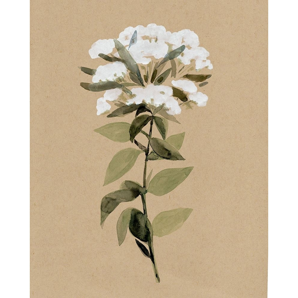 White Wildflower II Poster Print - Annie Warren-VARPDX173285Z Image 1