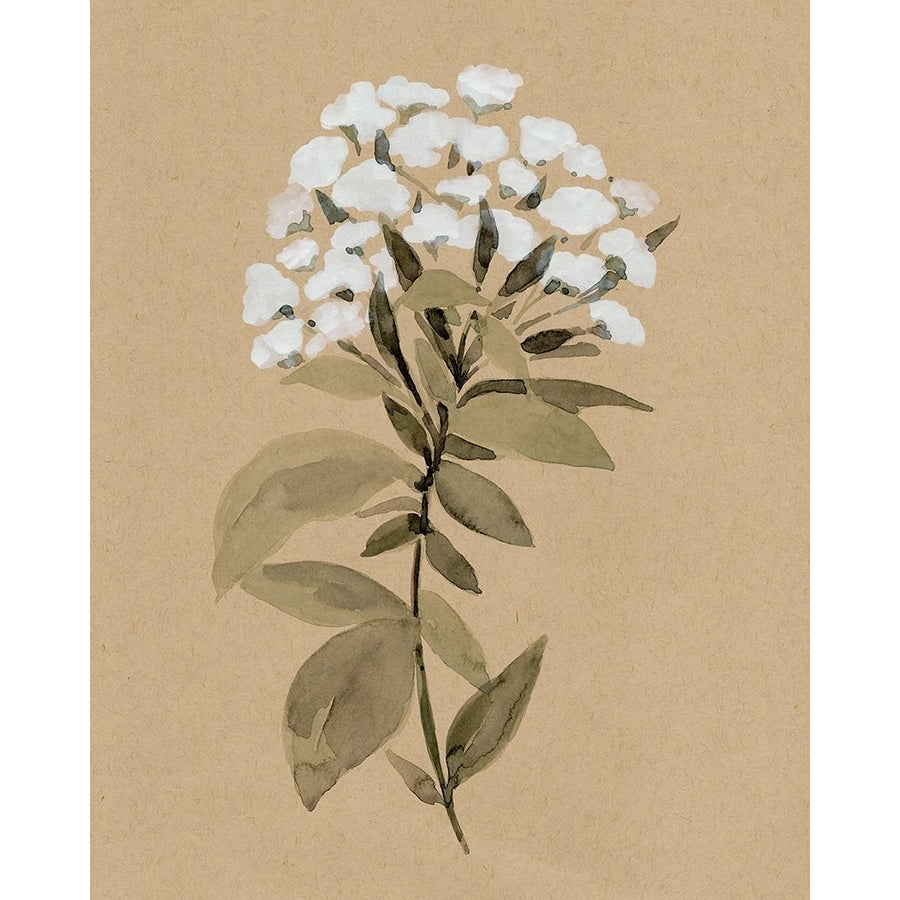 White Wildflower I Poster Print - Annie Warren-VARPDX173284Z Image 1