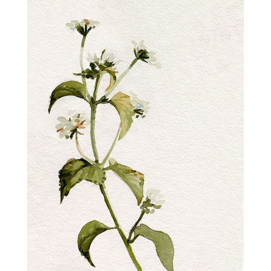 White Antique Wildflower I Poster Print - Emma Caroline-VARPDX173513Z Image 1