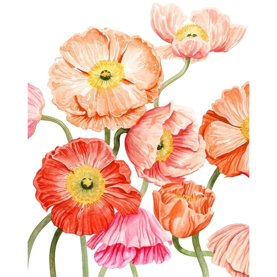 Bright Poppies I Poster Print - Grace Popp-VARPDX173737Z Image 1