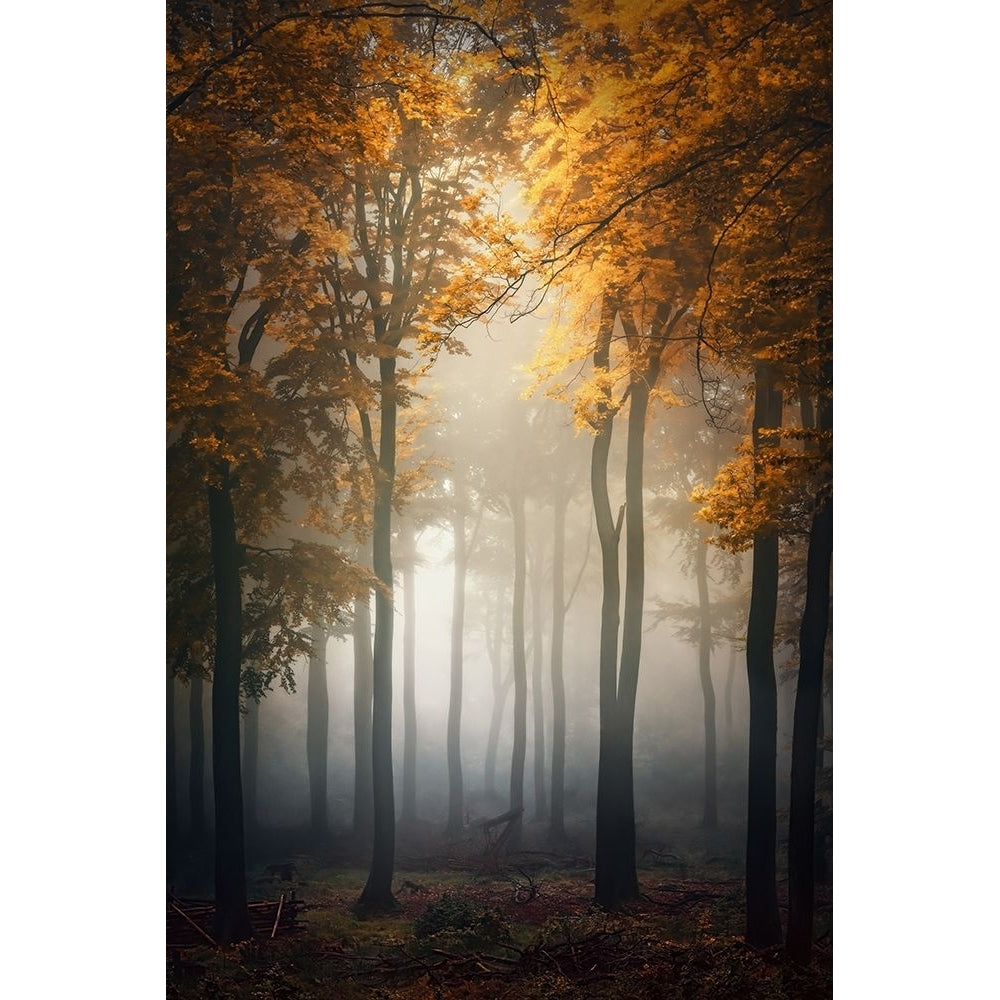 Fall Poster Print - Patrick Aurednik-VARPDX1738086 Image 1