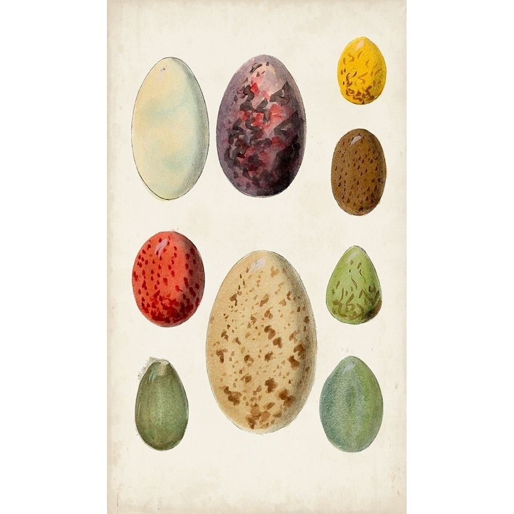 Antique Bird Eggs I Poster Print - Unknown-VARPDX173865Z Image 1