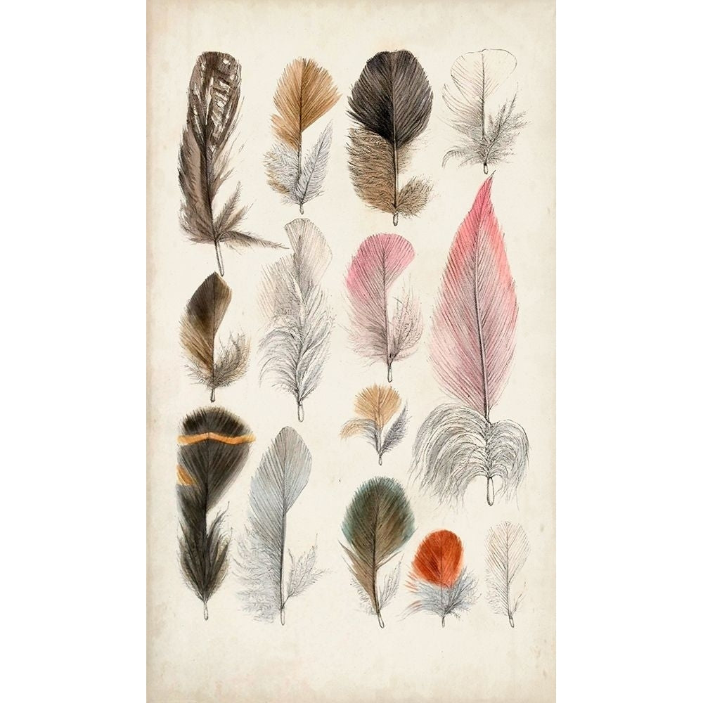 Antique Bird Feathers III Poster Print - Unknown-VARPDX173864Z Image 1