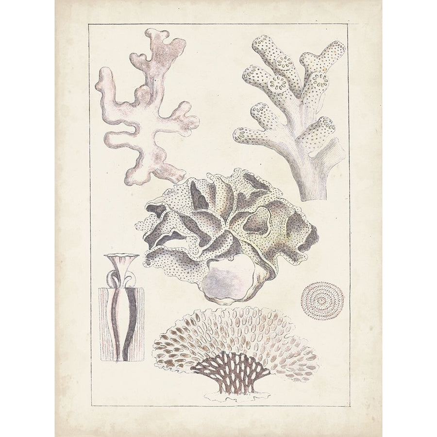 Antique White Coral IV Poster Print - Studio Vision-VARPDX173871Z Image 1