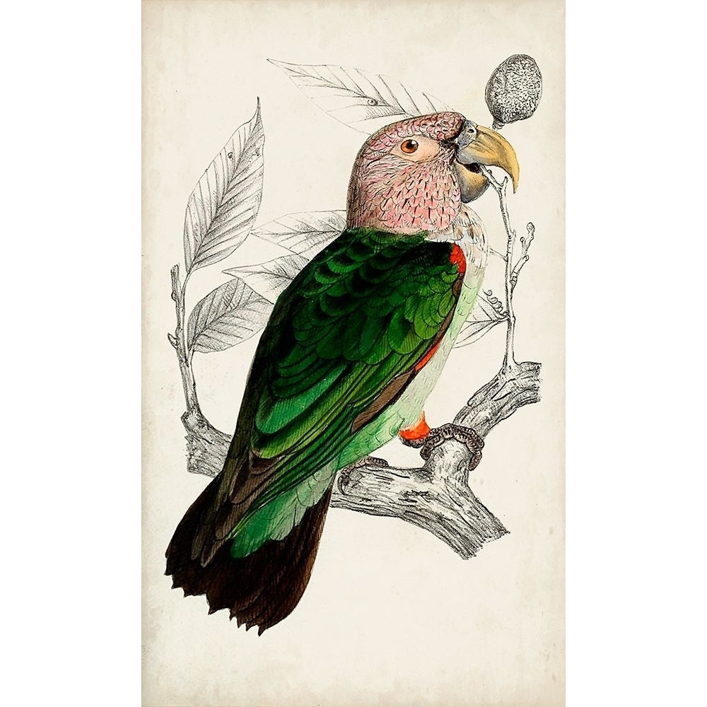 Antique Parrot Pair I Poster Print - Unknown-VARPDX173858Z Image 1