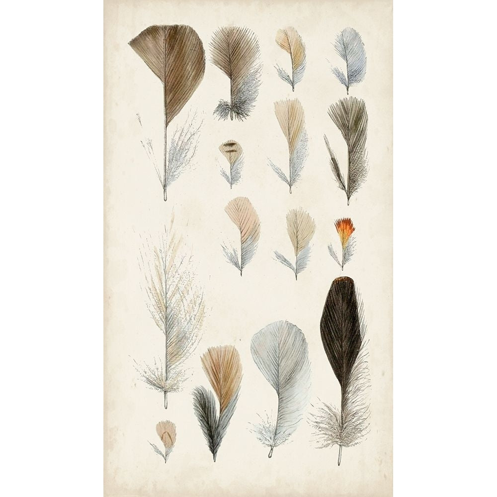 Antique Bird Feathers I Poster Print - Unknown-VARPDX173862Z Image 1